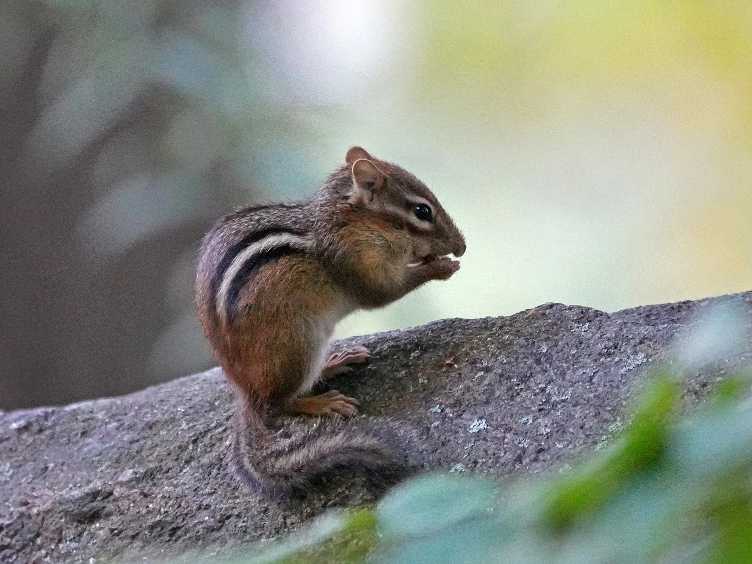 Chipmunks — Susan Kirby